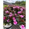 Impatiens X Hybrida SunPatiens Compact Red Candy Portfolio New Guinea Impatiens