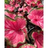 Caladium bicolor Flare Portfolio Strap Leaf Angel Wings