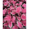 Caladium bicolor Flare Portfolio Strap Leaf Angel Wings