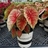 Caladium bicolor Flare Portfolio Strap Leaf Angel Wings