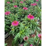 Echinacea X Double Scoop Watermelon Deluxe Portfolio Coneflower