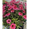 Echinacea X Double Scoop Watermelon Deluxe Portfolio Coneflower