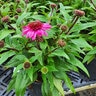 Echinacea X Double Scoop Watermelon Deluxe Portfolio Coneflower