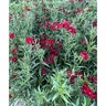 Dianthus X Barbatus Interspecific Rockin Red Portfolio Pinks