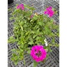 Verbena Canadensis Homestead Hot Pink Vervain
