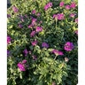 Verbena Canadensis Homestead Hot Pink Vervain