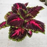 Solenostemon scutellarioides Kong Red Portfolio Coleus