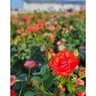 Rosa Floribunda Brick House Orange Portfolio Rose