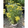 Achillea Millefolium Milly Rock Yellow Terracotta Portfolio Yarrow