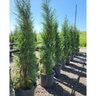 Juniperus virginiana Taylor Portfolio Eastern Red Cedar 16 ft. Height Ball and Burlap