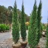 Juniperus virginiana Taylor Portfolio Eastern Red Cedar 16 ft. Height Ball and Burlap