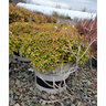Spiraea Japonica Empire Northern Lights Portfolio Spirea