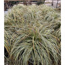 Carex Oshimensis Feather Falls Portfolio Japanese Sedge