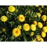 Xerochrysum bracteatum Granvia Gold Portfolio Strawflower