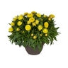 Xerochrysum bracteatum Granvia Gold Portfolio Strawflower