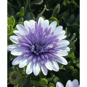 Osteospermum hybrid 4D Blue Ice Portfolio African Daisy True 1 gal. Container