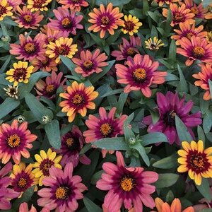 Zinnia x hybrida Profusion Red Yellow Bicolor Portfolio Zinnia True 1 gal. Container