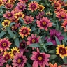 Zinnia x hybrida Profusion Red Yellow Bicolor Portfolio Zinnia