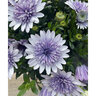 Osteospermum hybrid 4D Blue Ice Portfolio African Daisy