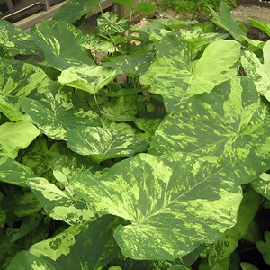Caladium bicolor Frog in a Blender Portfolio Angel Wings True 1 gal. Container