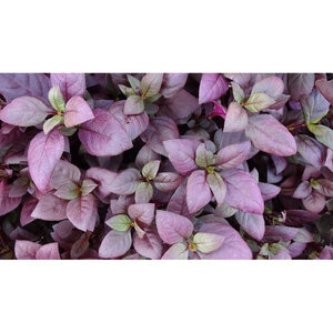 Alternanthera dentata Little Ruby Portfolio Joseph's Coat 10 Count Flat