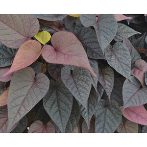 Ipomoea batatas FloraMia Rosso Portfolio Sweet Potato Vine 10 Count Flat