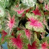 Caladium bicolor Wildfire Portfolio Angel Wings
