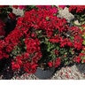 Pelargonium interspecific Caliente Fire Portfolio Geranium