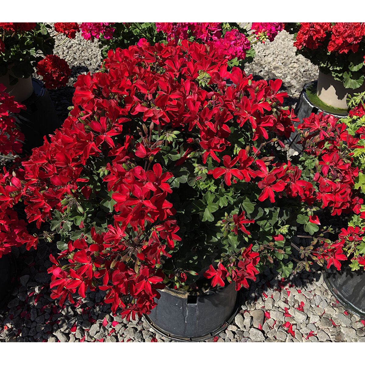 Pelargonium interspecific Caliente Fire Portfolio Geranium | SiteOne US