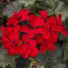 Pelargonium interspecific Caliente Fire Portfolio Geranium