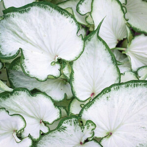 Caladium bicolor Icicle Portfolio Angel Wings 10 Count Flat