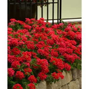 Verbena peruviana EnduraScape Red Improved Portfolio Vervain True 1 gal. Container