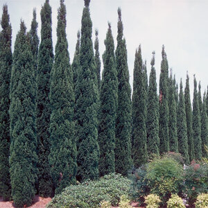 Cupressus sempervirens Portfolio Italian Cypress