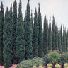 Cupressus sempervirens Portfolio Italian Cypress