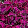 Coleus hybrid PartyTime Pink Fizz Portfolio Coleus