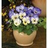 Viola x hybrida ColorMax Icy Blue Portfolio Large-Flowered Viola