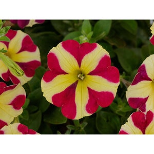 Petunia hybrida Amore Queen of Hearts Portfolio Petunia True 1 gal. Container