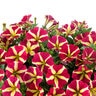 Petunia hybrida Amore Queen of Hearts Portfolio Petunia