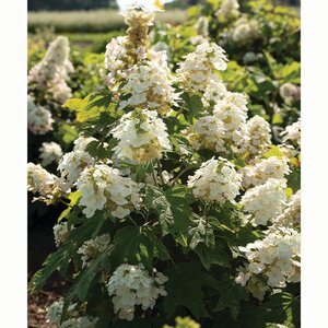 Hydrangea quercifolia Autumn Reprise Portfolio Oakleaf Hydrangea 15 gal. Container