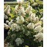 Hydrangea quercifolia Autumn Reprise Portfolio Oakleaf Hydrangea