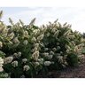 Hydrangea quercifolia Autumn Reprise Portfolio Oakleaf Hydrangea