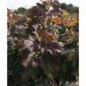 Hydrangea quercifolia Autumn Reprise Portfolio Oakleaf Hydrangea