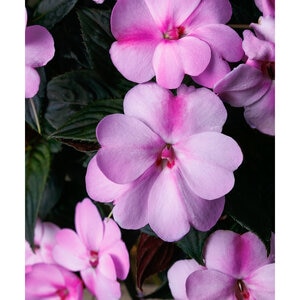 Impatiens x hybrida SunPatiens Compact Lavender Splash Portfolio New Guinea Impatiens True 1 gal. Container
