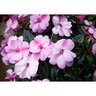 Impatiens x hybrida SunPatiens Compact Lavender Splash Portfolio New Guinea Impatiens