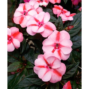 Impatiens x hybrida SunPatiens Vigorous Peach Candy Portfolio New Guinea Impatiens