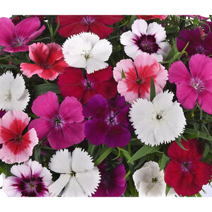 Dianthus chinensis Coronet Mixture Portfolio China Pinks 10 Count Flat