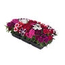 Dianthus chinensis Coronet Mixture Portfolio China Pinks