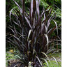 Pennisetum hybrid Royal Collection First Knight Portfolio Fountain Grass