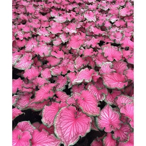 Caladium bicolor Sizzle Portfolio Strap Leaf Angel Wings True 1 gal. Container