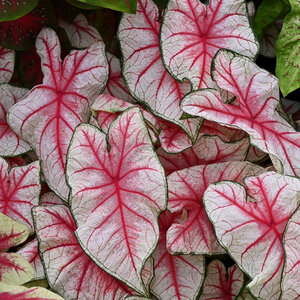 Caladium bicolor Fiesta Portfolio Angel Wings True 1 gal. Container